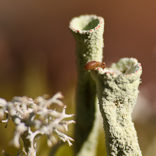 Springschwanz auf Trompetenflechte