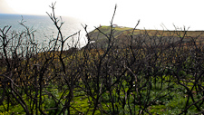 Abgebrannte Büsche auf Howth