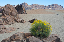 Teide-Rauke