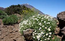  Teide-Margerite