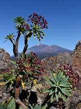 Wolfsmilch vor Pico del Teide