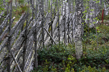 traditioneller Lappland-Zaun