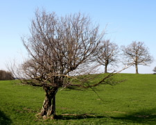 Knorrbaum