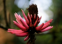 Blüte eines ecuadorianischen Baumes