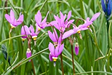 Götterblume (Dodecatheon hendersonii)