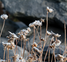 Trockenblume vor Trockenmauer