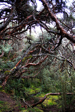 Polylepiswald