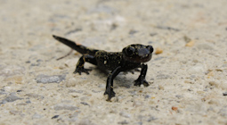 junger Alpensalamander