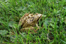 Grasfrosch