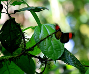 <i>Batesia hypochlora</i>