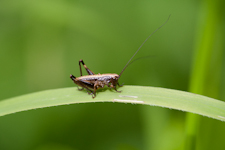 juvenile Kurzflügelige Beißschrecke