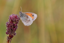 Kleines Wiesenvögelchen auf Wiesenknopf