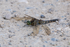 Schwarze Heidelibelle