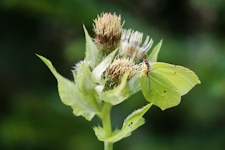 Zitronenfalter an Kohl-Kratzdistel