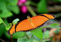 <i>Dryas iulia alcionea</i>