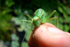 juvenile Laubholz-Säbelschrecke ♀