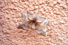Pappelschwärmer in Ruhehaltung