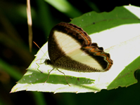 unbekannter Schmetterling 02