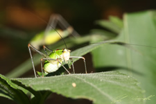 Säbelschrecke ♀