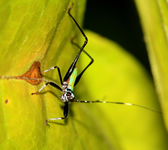 unbekannte Schrecke aus Ecuador