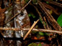 Stabheuschrecke <i>Pseudophasma bispinosa</i>