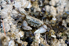 Grüne Strandkrabbe <i>Hemigrapsus oregonensis</i>