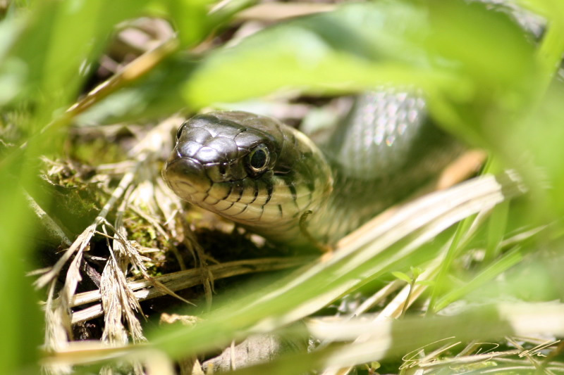 Ringelnatter im Gras