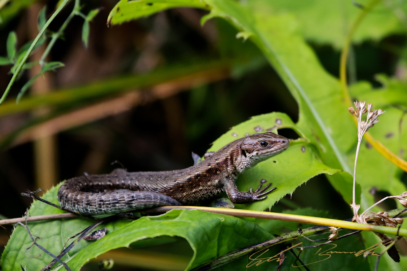 Zauneidechse ♀