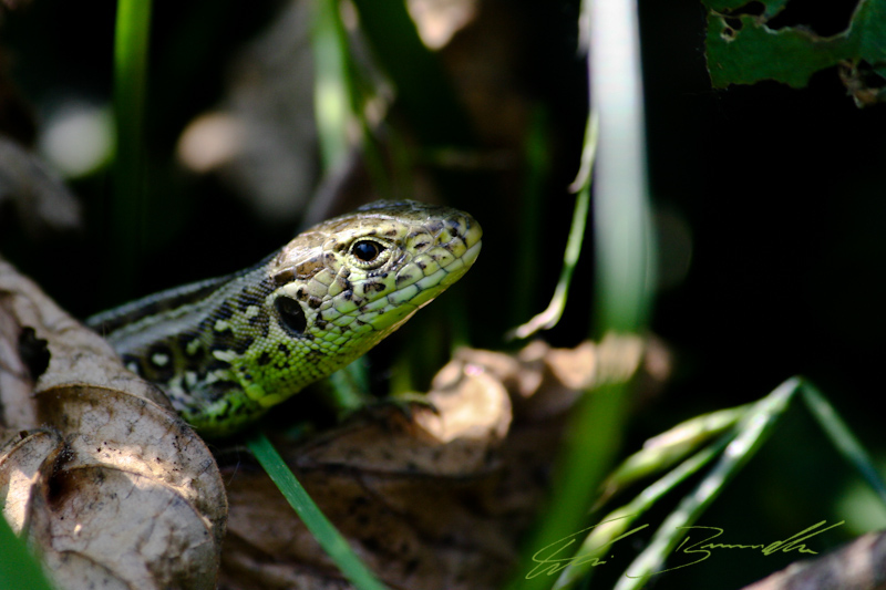 Zauneidechse ♂ 03