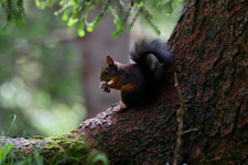 fressendes Eichhörnchen