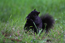 Eichhörnchen beim Waschen