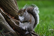 dickes invasives Grauhörnchen