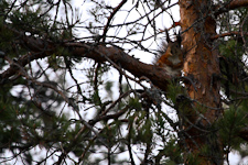 finnisches Eichhörnchen