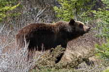 Grizzlybär 01