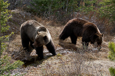 Grizzlybären