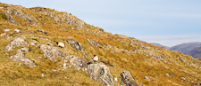 Schafe in Connemara