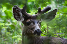 Maultierhirsch ♂ im Grünen