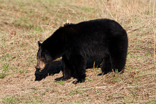 Schwarzbär beim Äsen