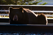 Schwarzbär (riskantes Sonnenbad)