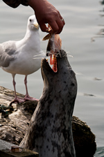 Seehund mit neidischer Möwe