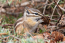 Streifenhörnchen 03