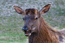 Wapiti ♂ beim Wiederkauen