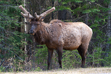 Wapiti ♂