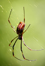 Goldene Seidenspinne