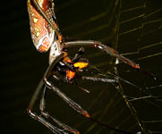 Goldene Seidenspinne mit Beute