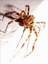 Hausspinne