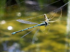 Spinne frisst Libelle