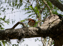 Blassfuß-Töpfervogel