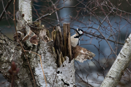 Buntspecht