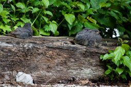 Hausrotschwanz Jungvögel 